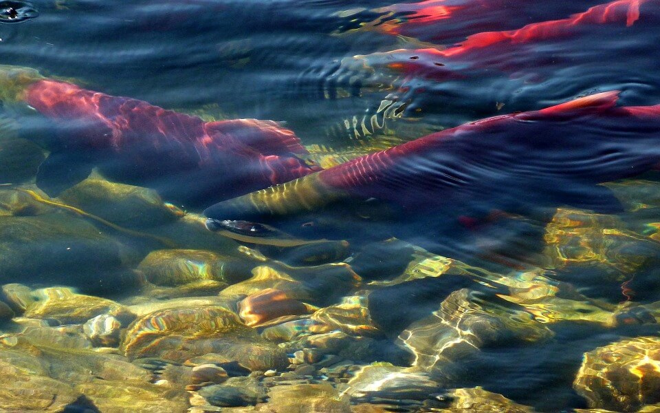 salmon