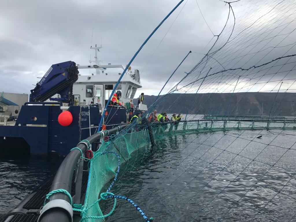 Millionstøtte til utvikling av mer bærekraftig fiskefor